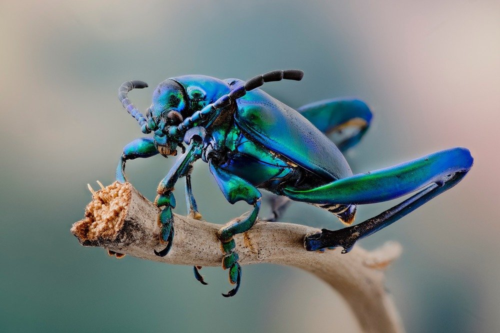 Frog-legged beetle