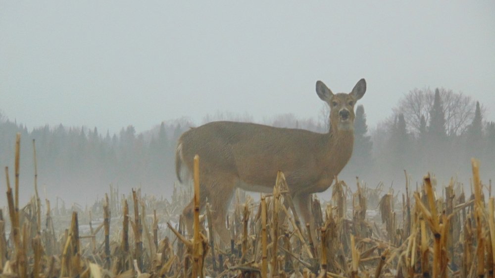 Photograph by Josée Beauchemin