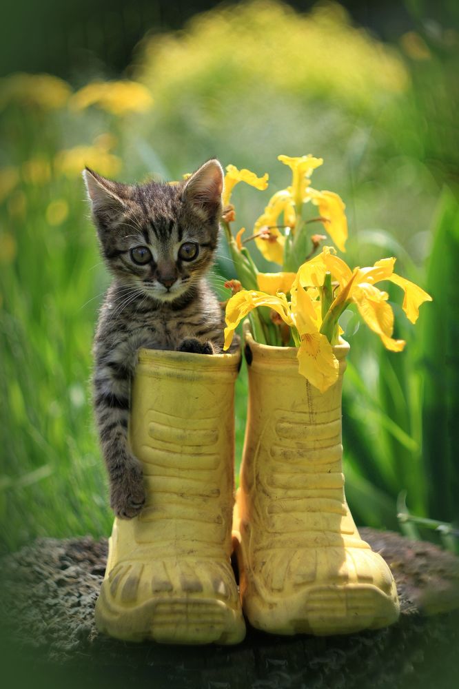 Лето в сапожках