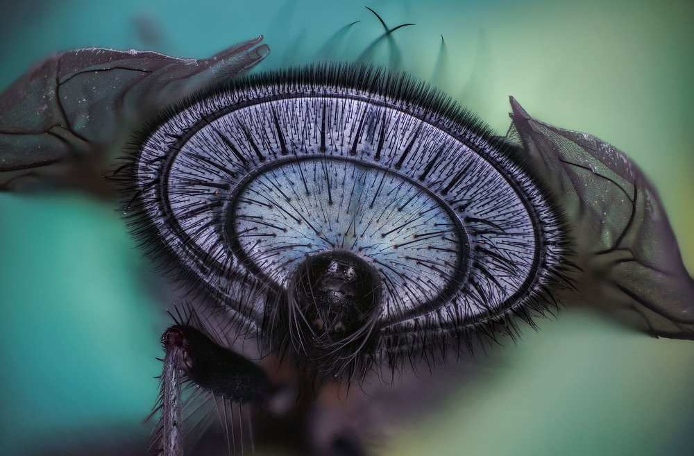 муха-вид сзади