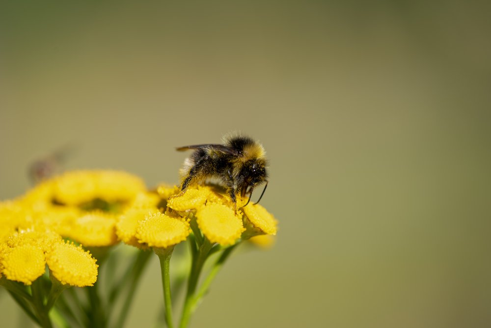 Короткое северное лето