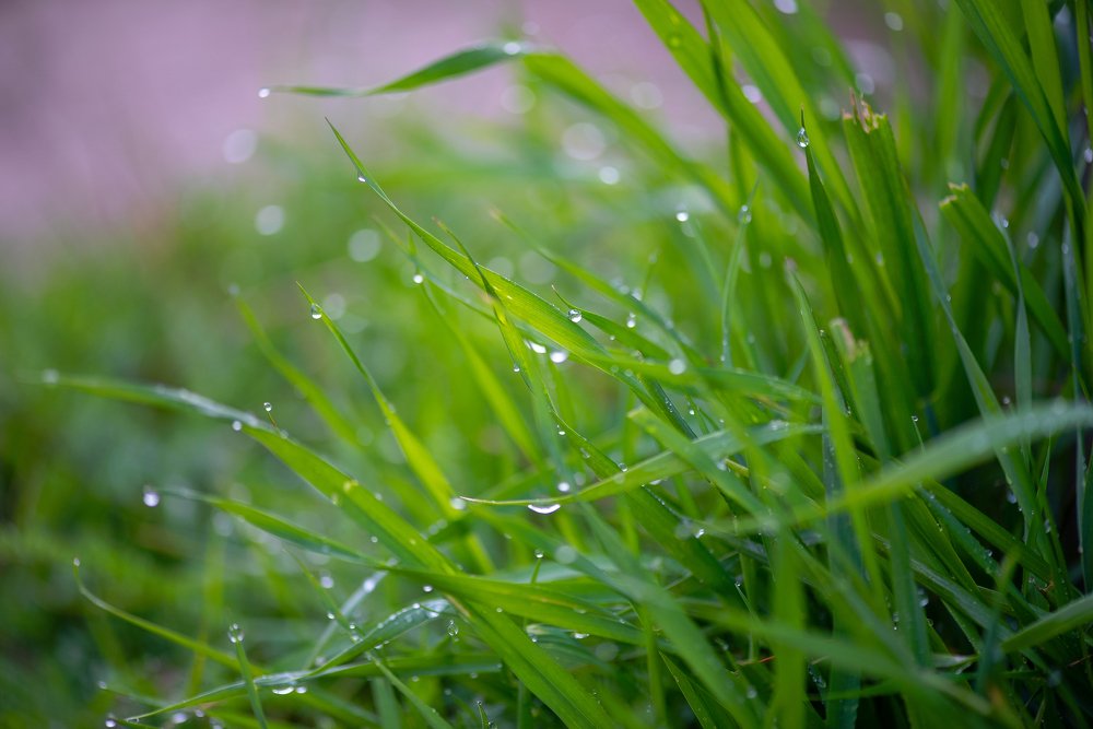 Первый дождь