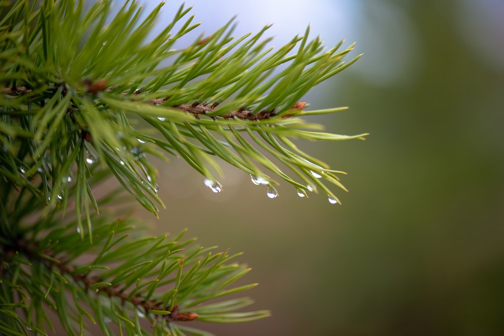 После дождя