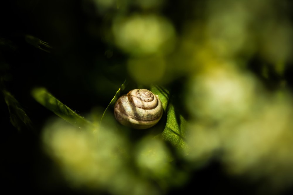 Спящая улитка