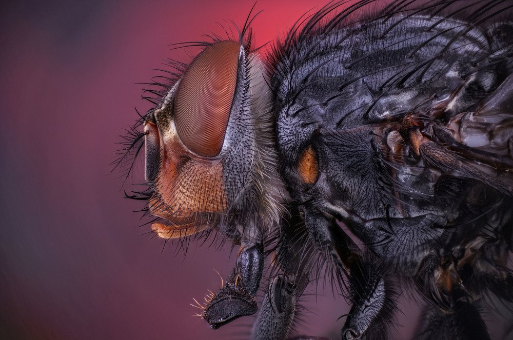 макро портрет