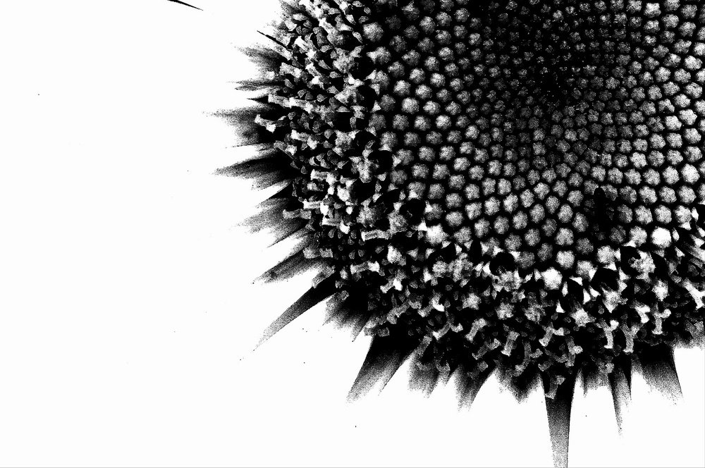 Фотография автора Sordia Tako