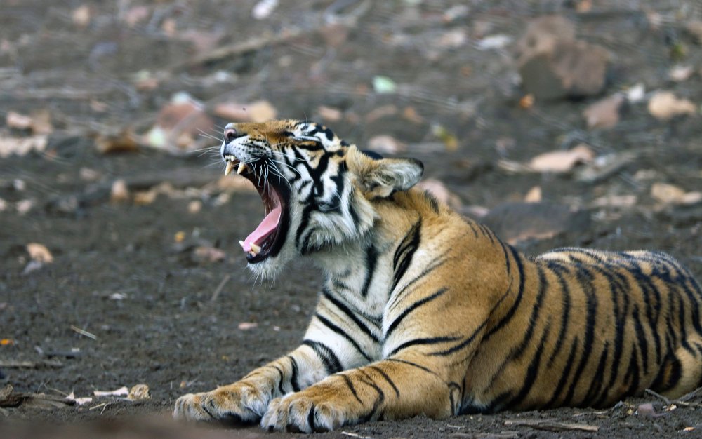 Tigers Yawn.