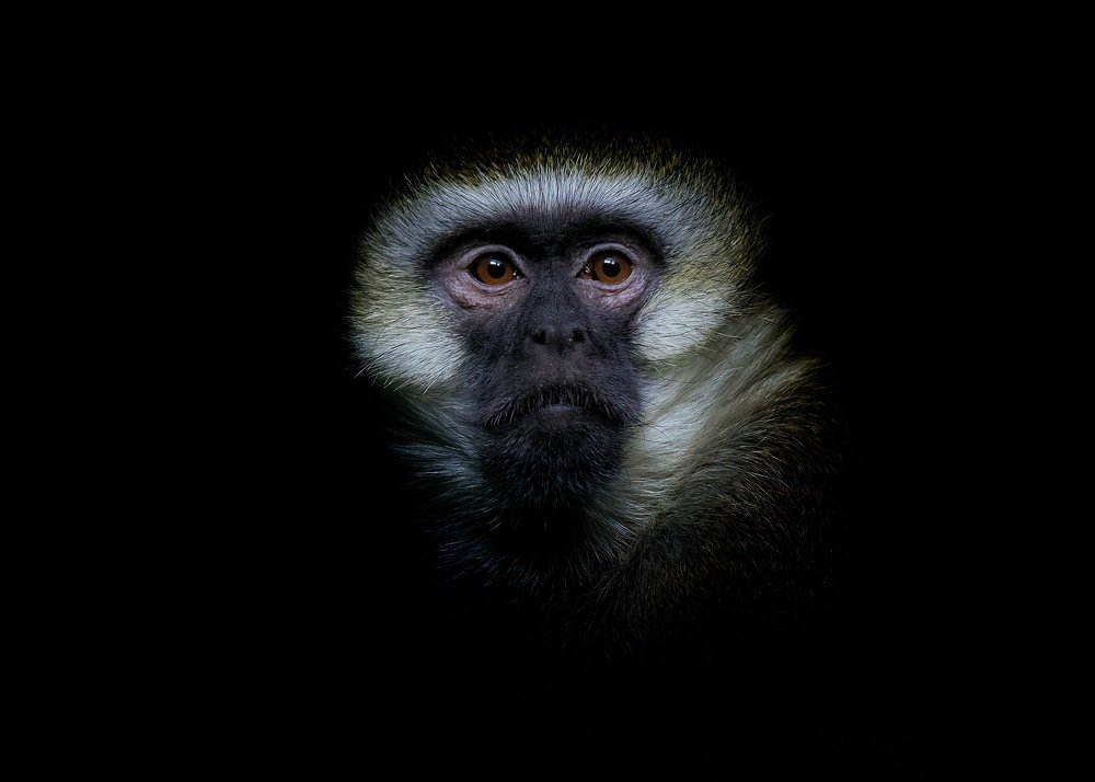 Глаза которые умеют говорить