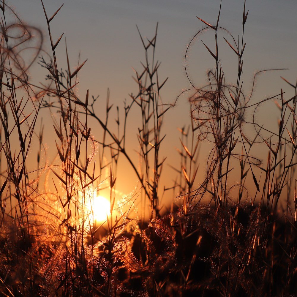 Степной закат