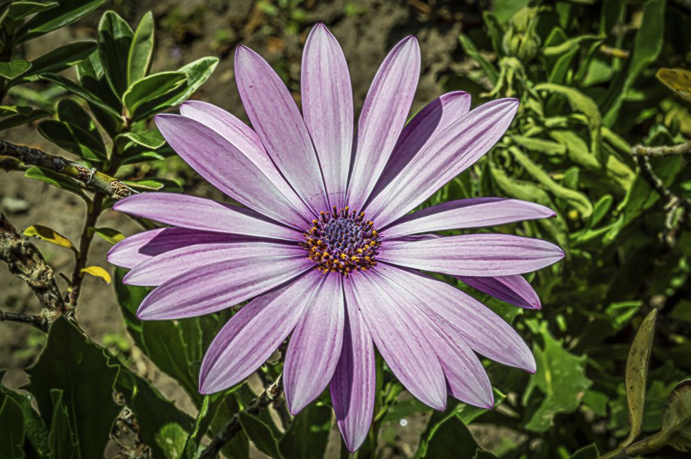 Electriflower II
