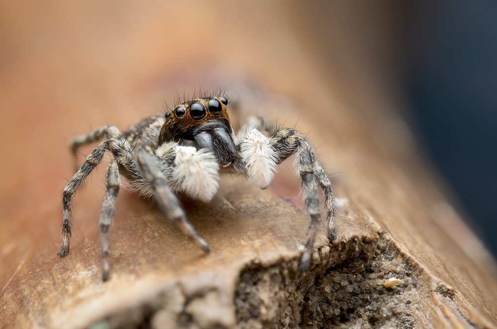 Menemerus semilimbatus - salticidae - jumping spider