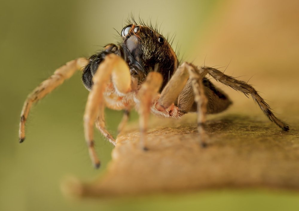 Jumping spider
