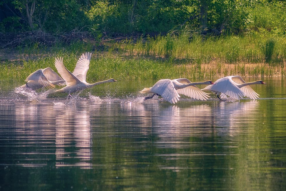 Про балет на лебедином озере.