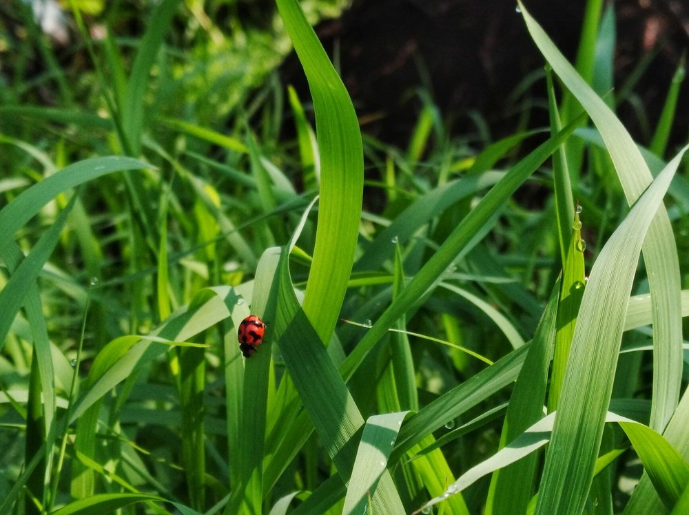 lady bird
