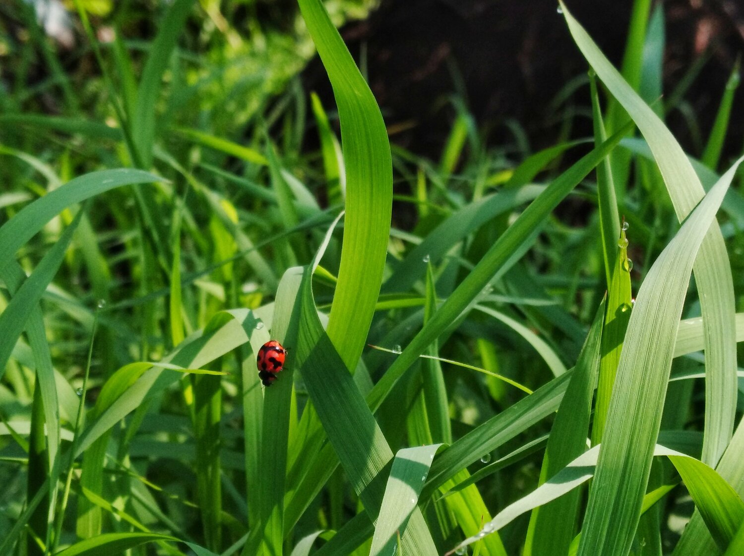 lady bird