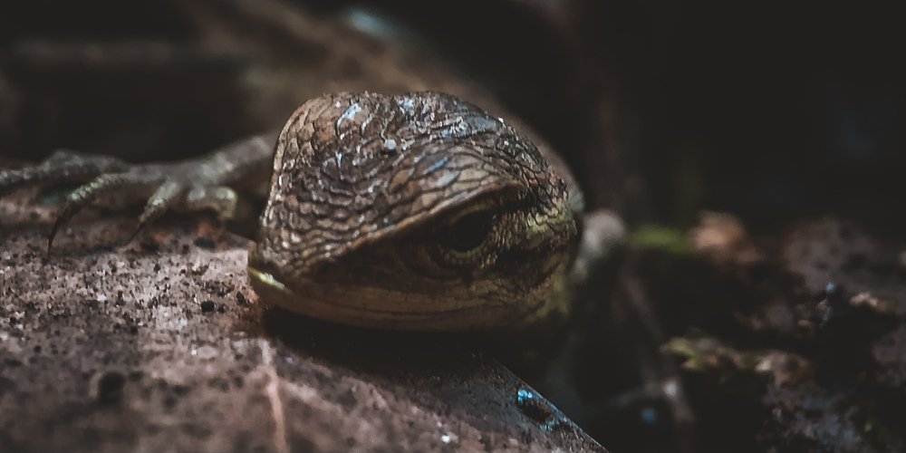 Lizard