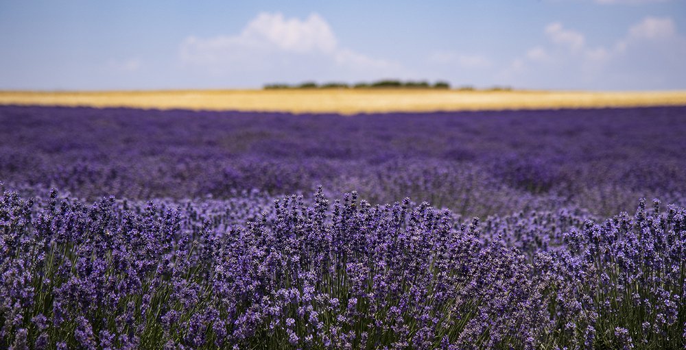 Lavender fields