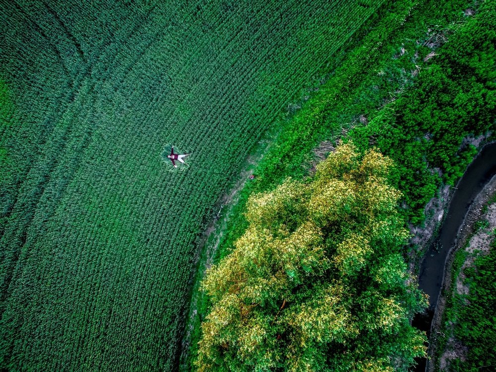 Пшеничное поле