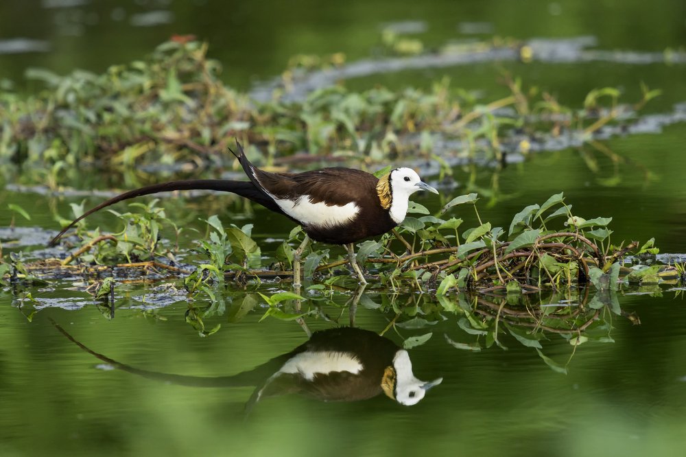 Phesant-tailed Jacana in Water Reflection