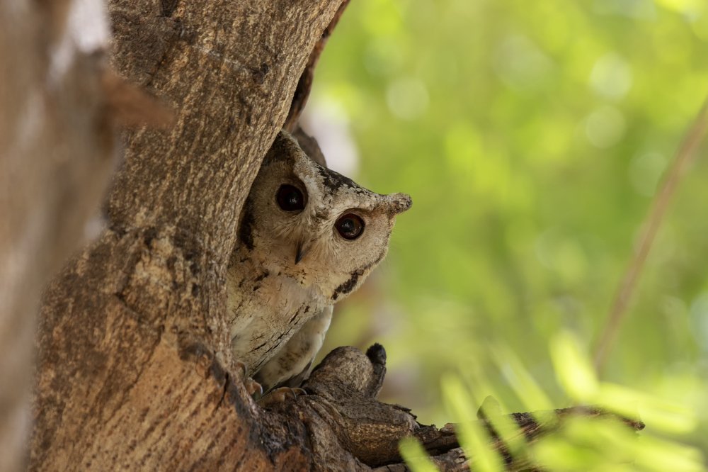 Pick-a-boo by Indian Scope Owl