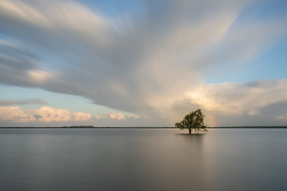 A tree in the lake