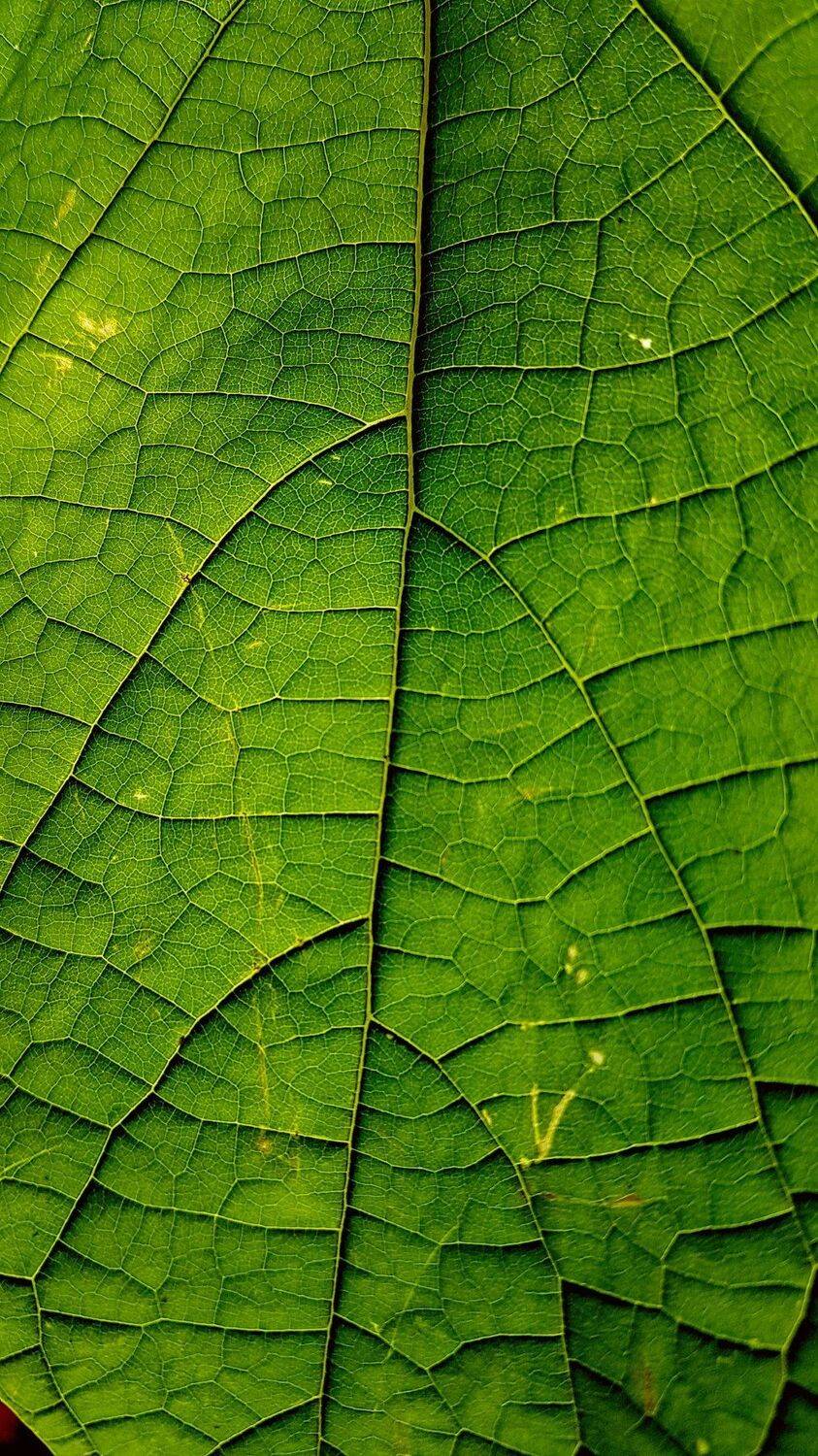 Leaf & Texture