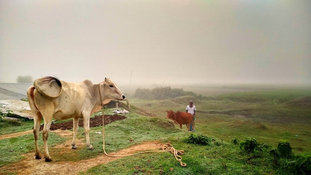 The Beauty of Bangladesh