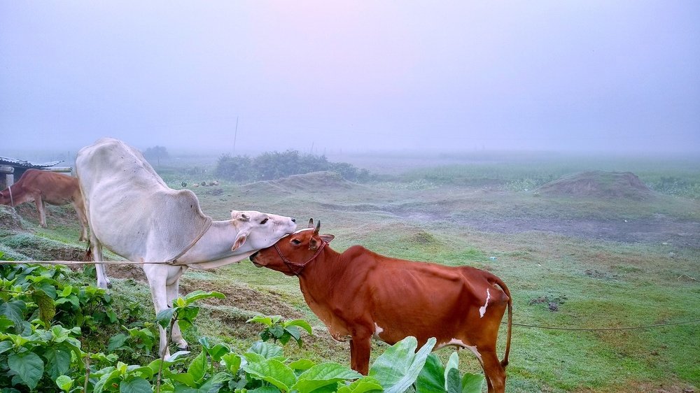 Love have everywhere