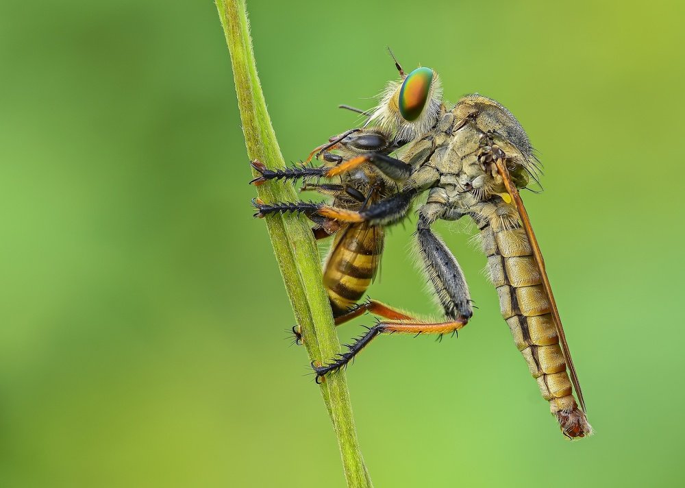 Robberfly with prey