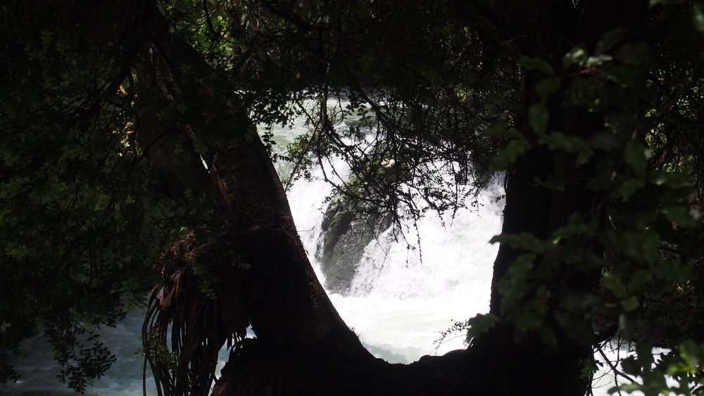 Glimpses through branches