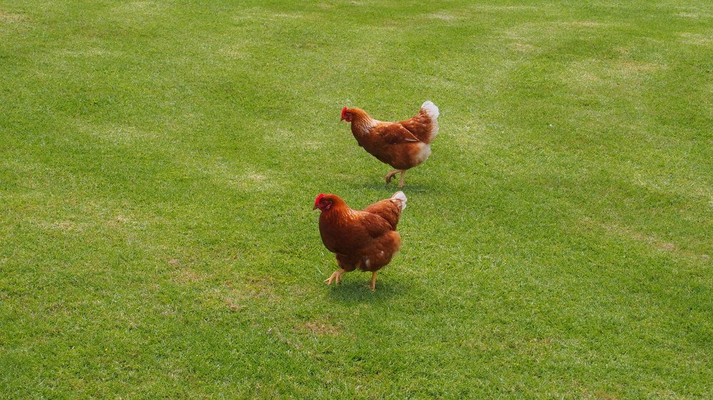 Synchronized walking