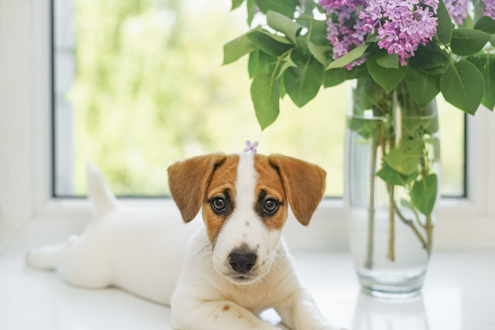 Малыш и букет сирени.