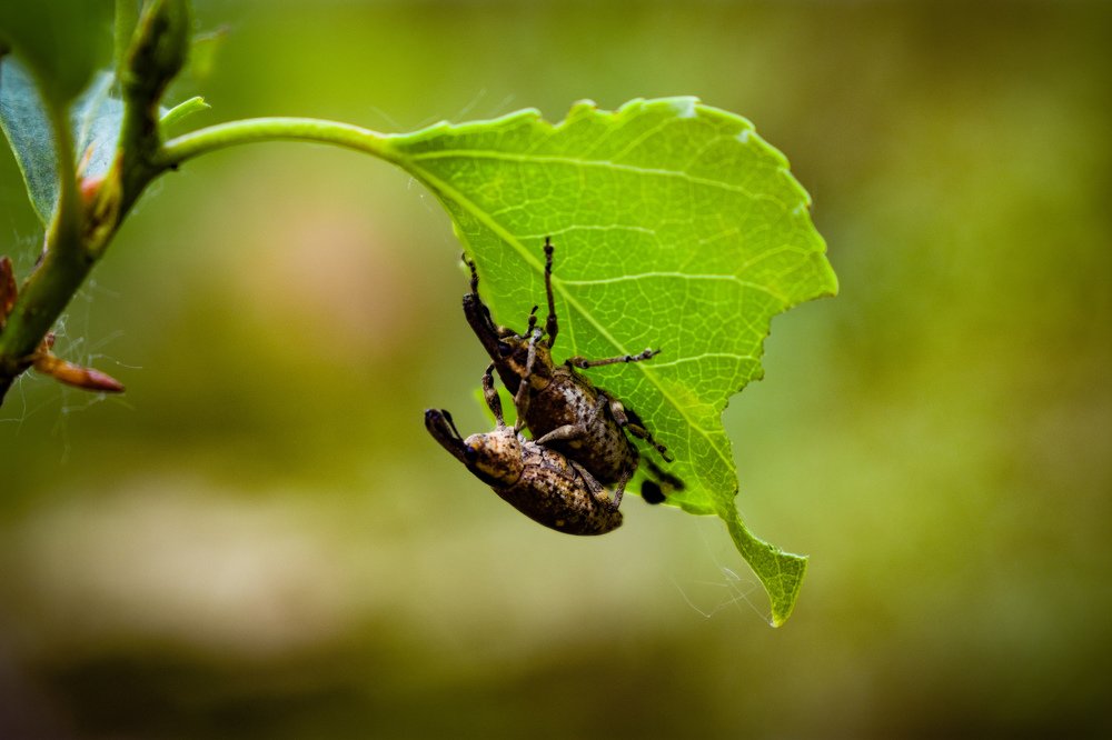 Продолжение рода