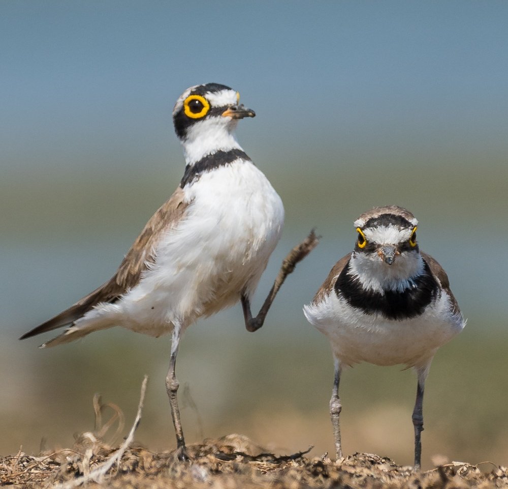 Little ringed plover