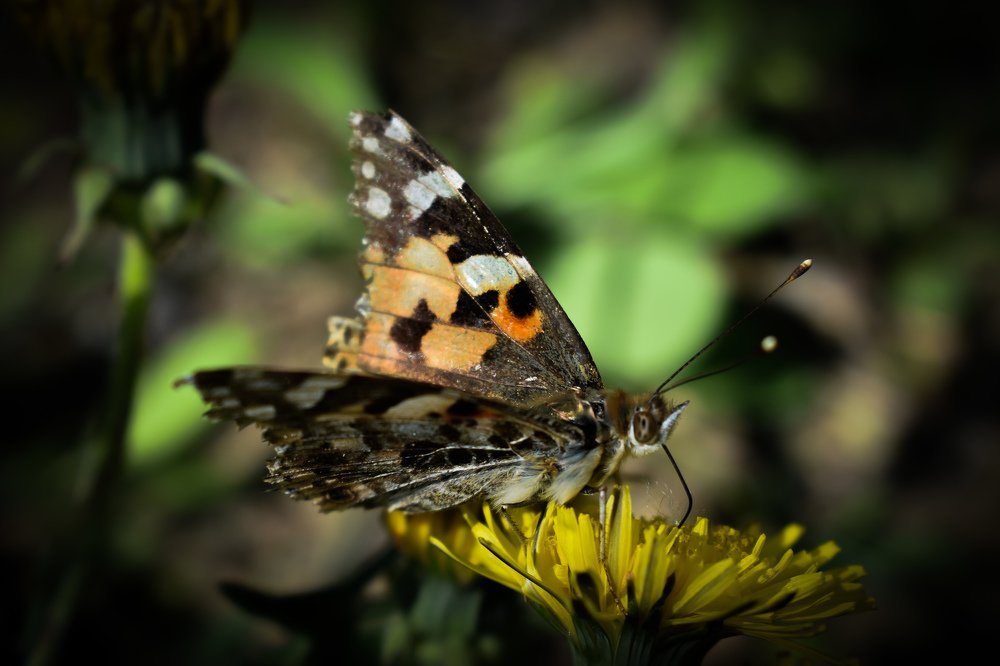 Совершенство в мелочах