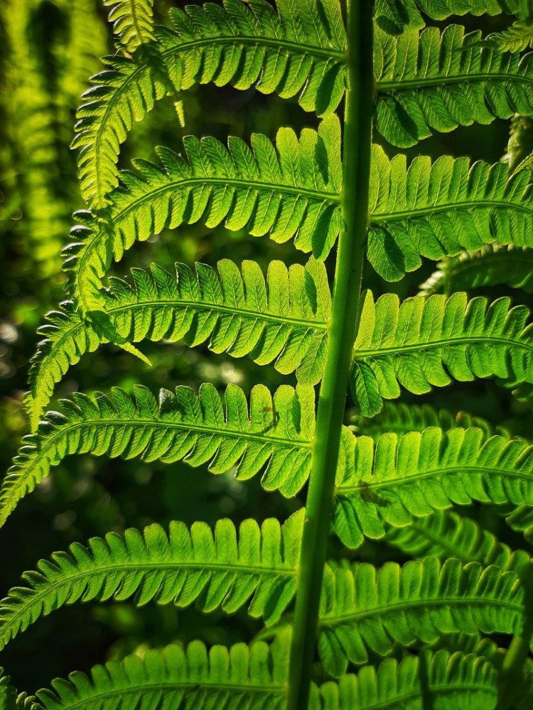 Папоротник