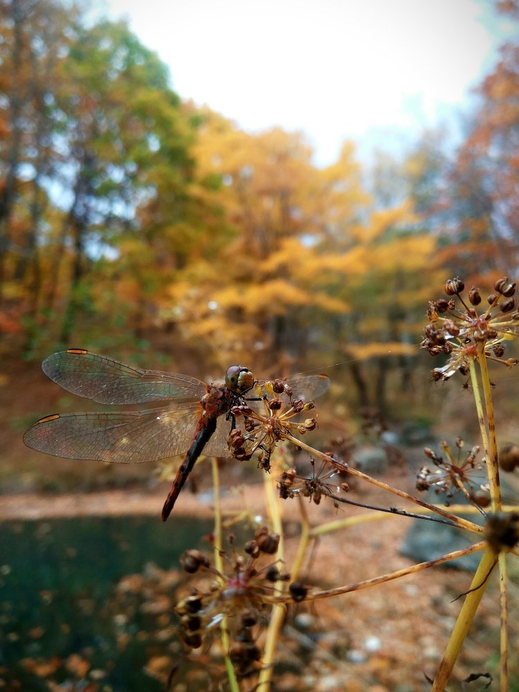 Последний полёт.