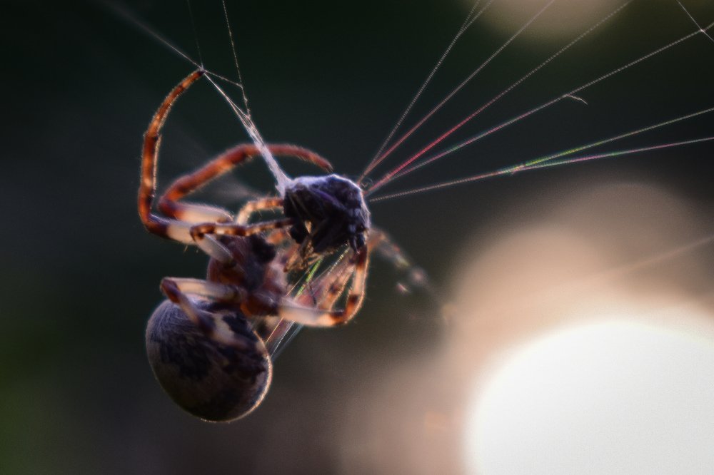 Смертельная хватка