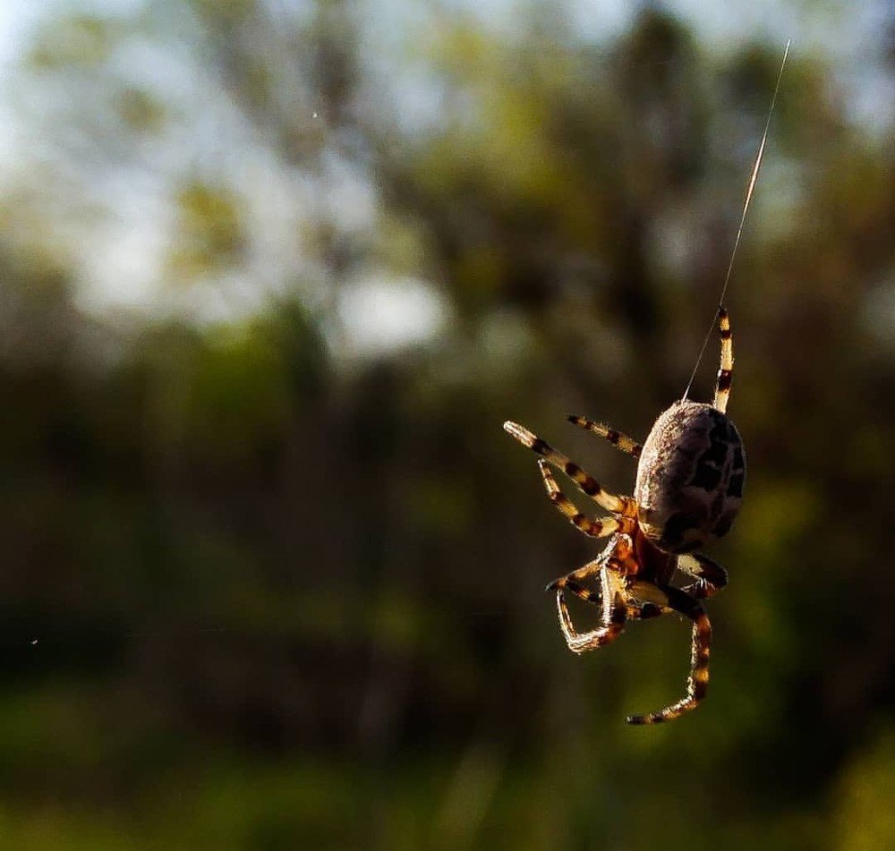 Выжидая жертву