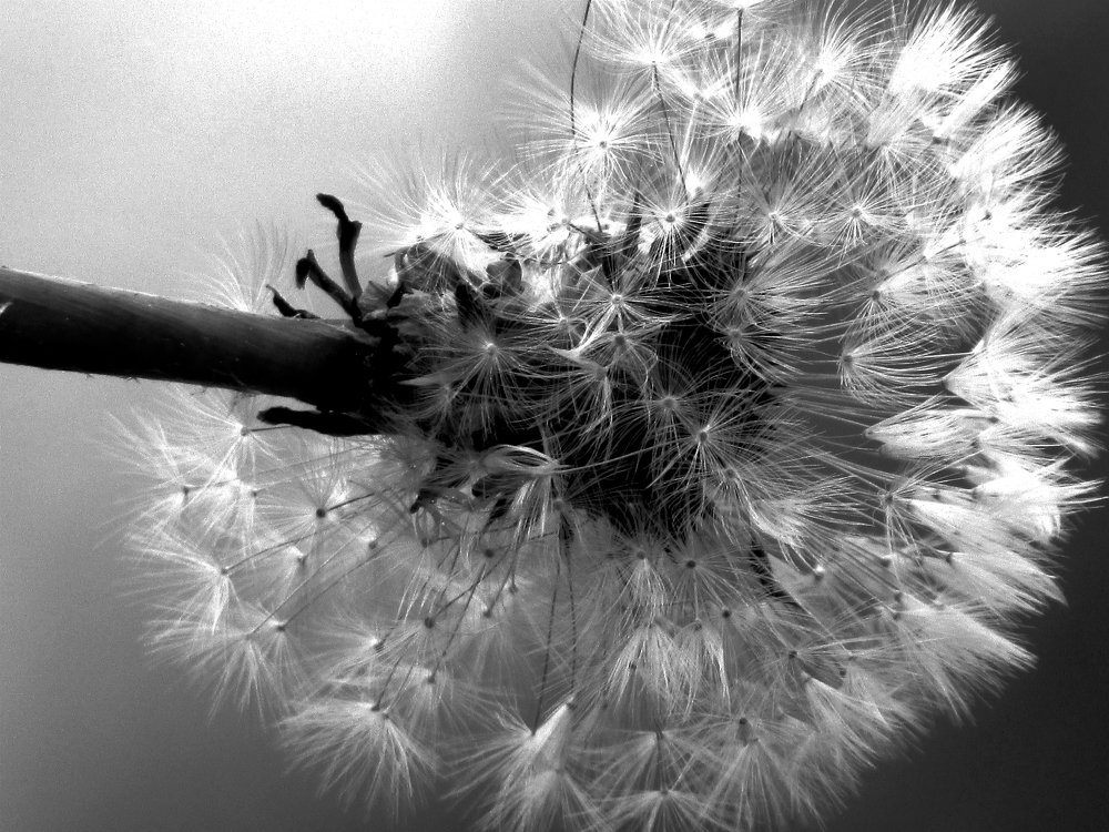 Загадай желание