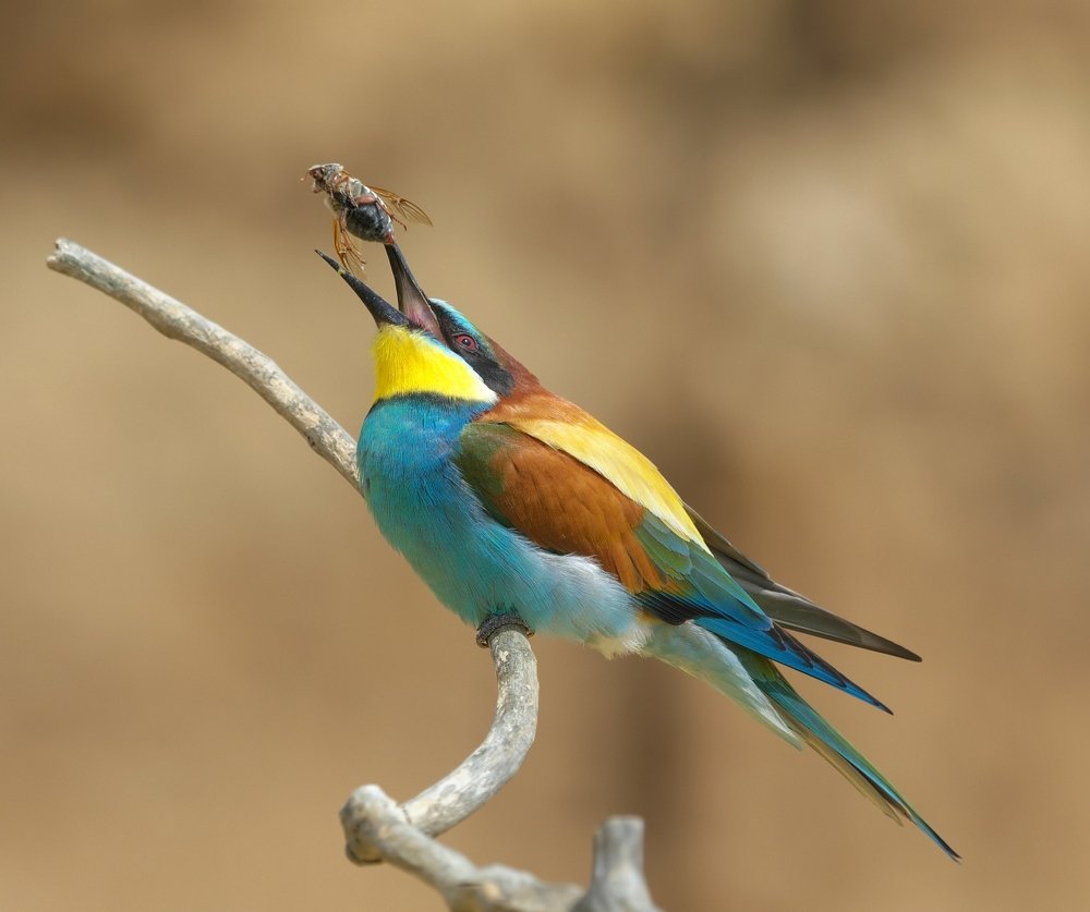 Жук пища трудная