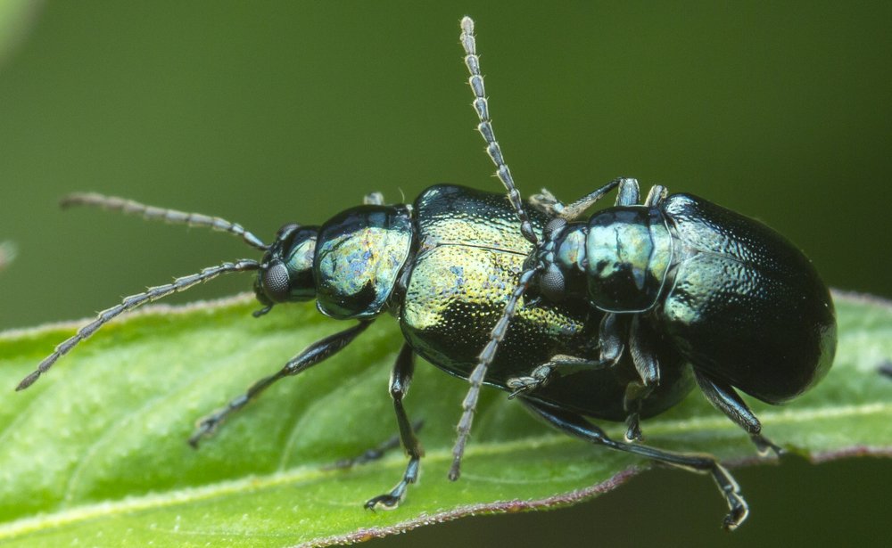 Leaf Bettle