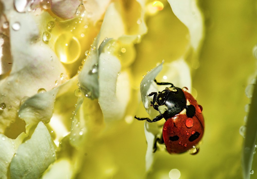 Божий бычок.