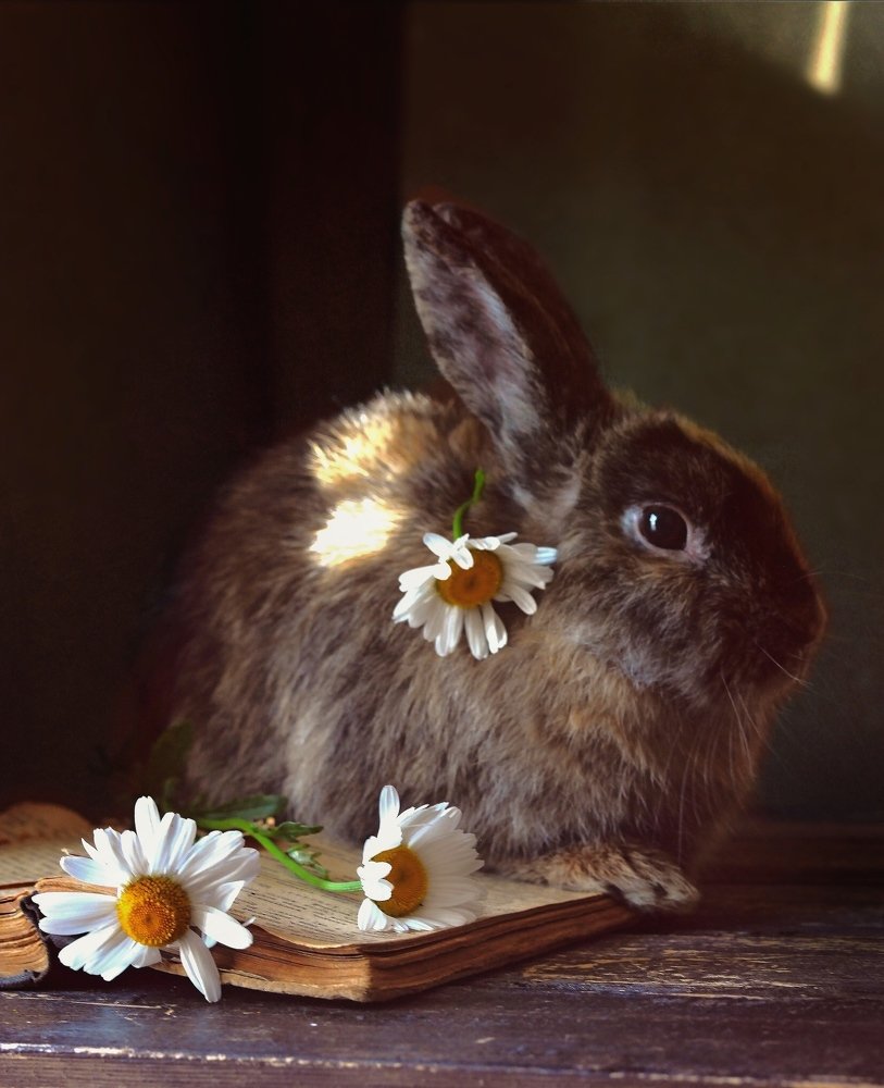 Солнечный зайчик