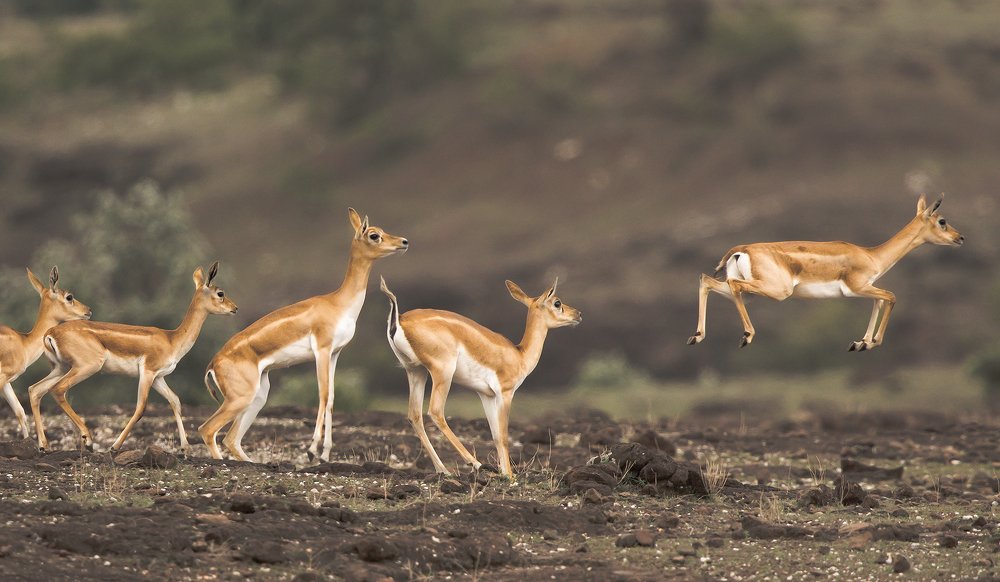 Not a collage, not a stack