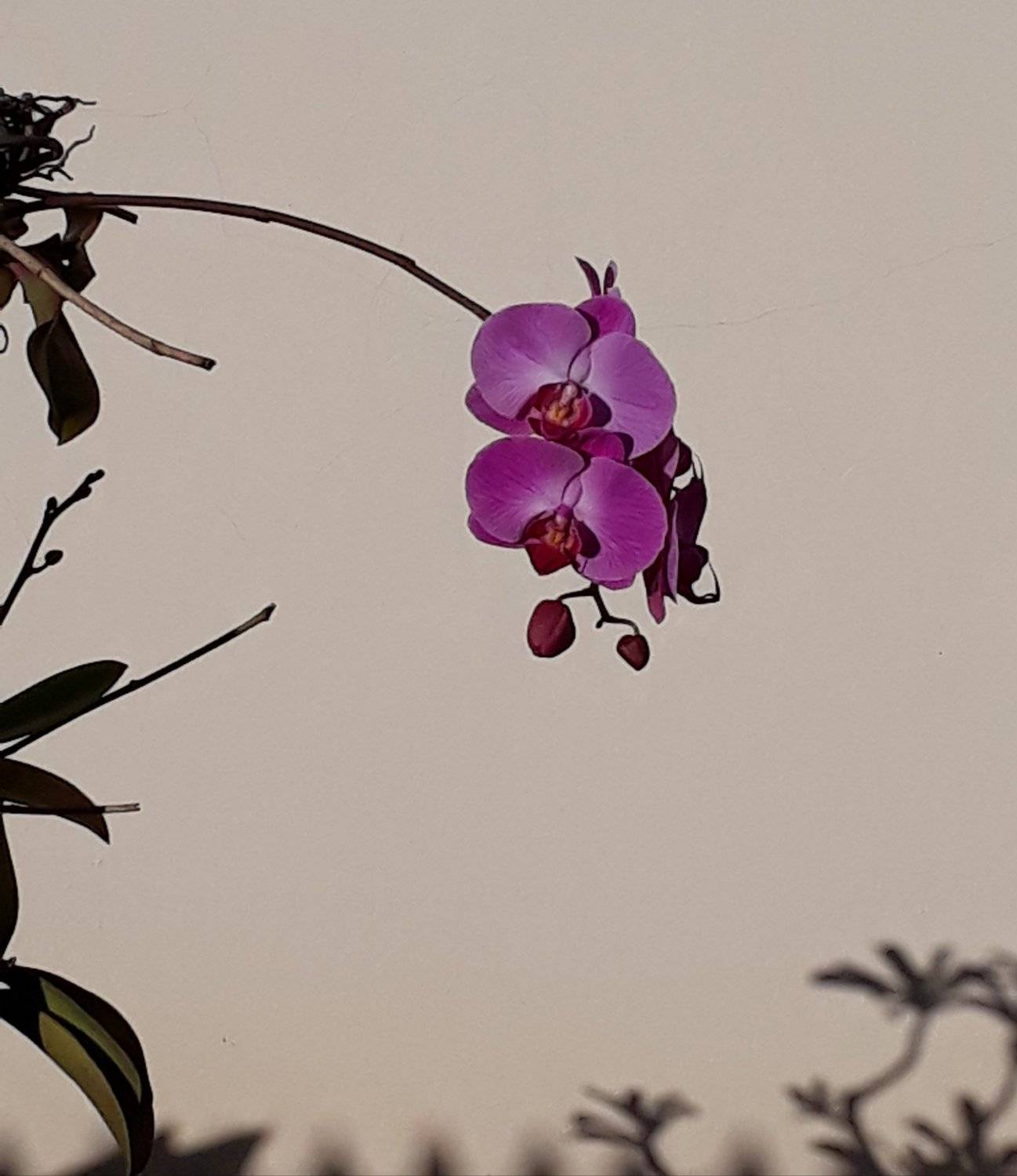 Urban orchid