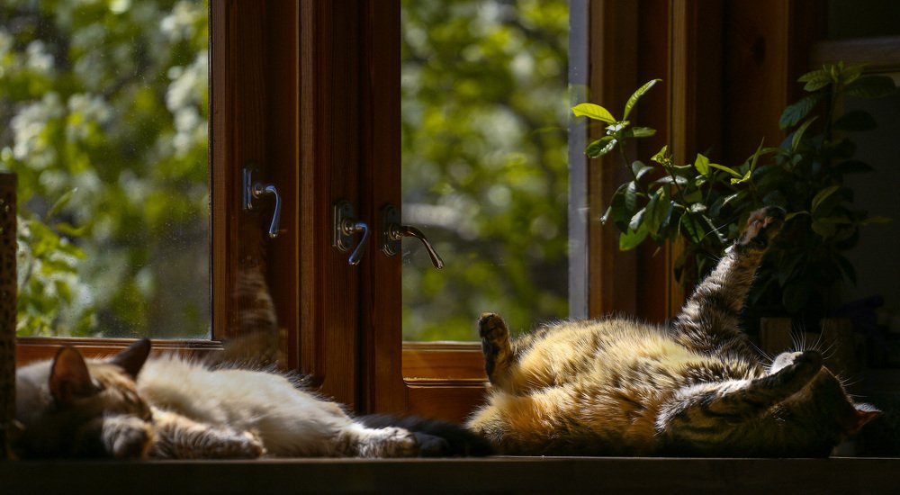 Photograph by Элина Чекалова