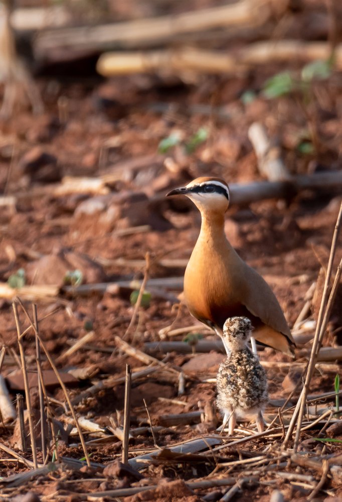 Indian Courser