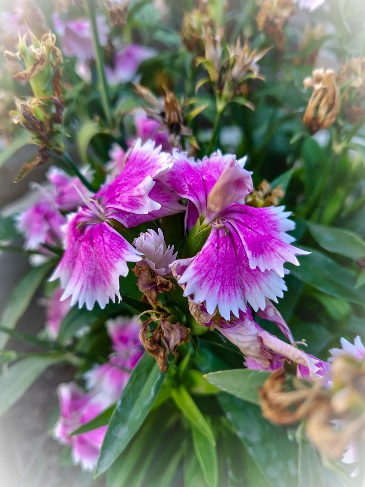Beautiful macro shot of flower
