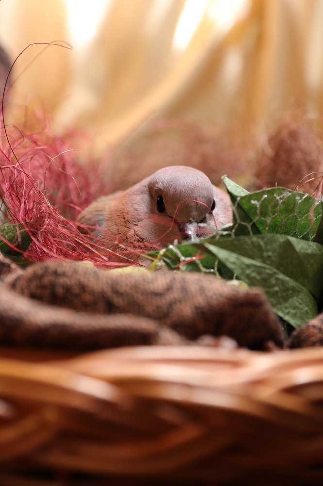 Мама в гнезде